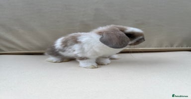 Mini Lop rabbits - Advert 11