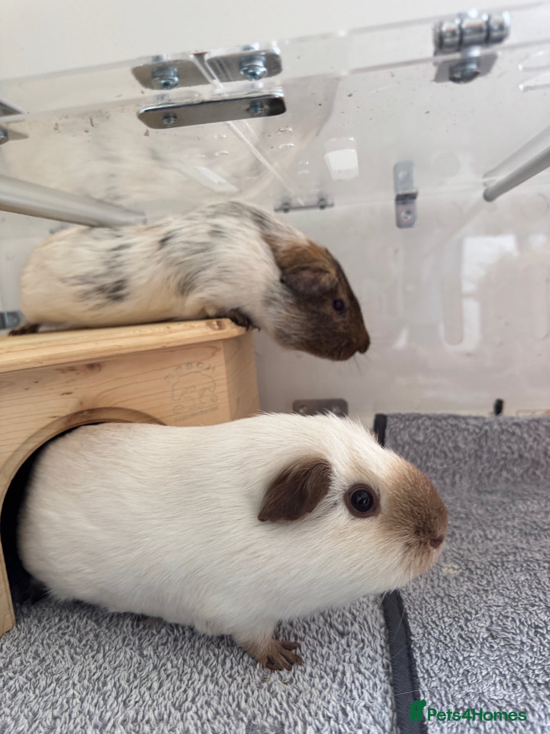 Guinea Pig rodents for sale: Two male guinea pigs and their Guinea Loft cage - Image 4