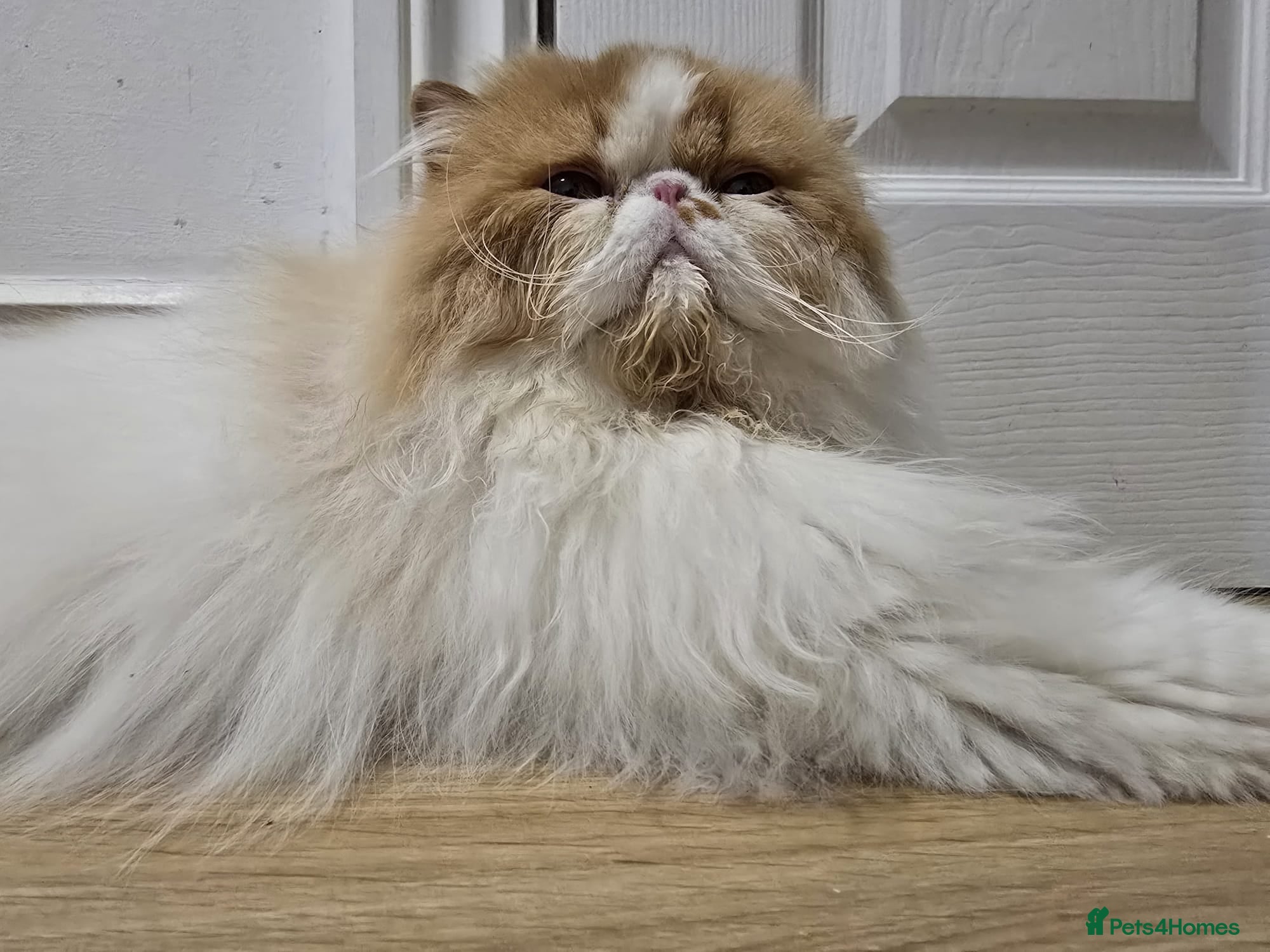Persian cats Persian Pedigree CFA Champion Male Cat - Advert 21