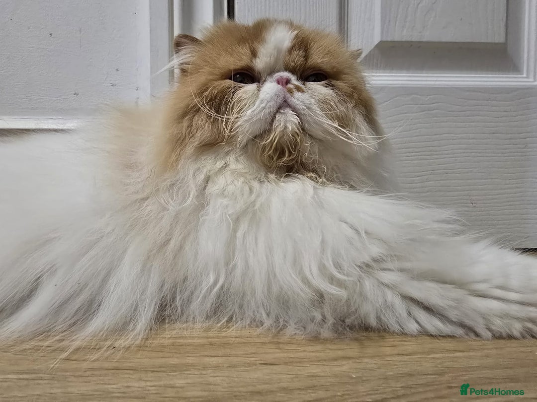 Persian cats for sale: Male Persian Pedigree CFA Champion - Image 6