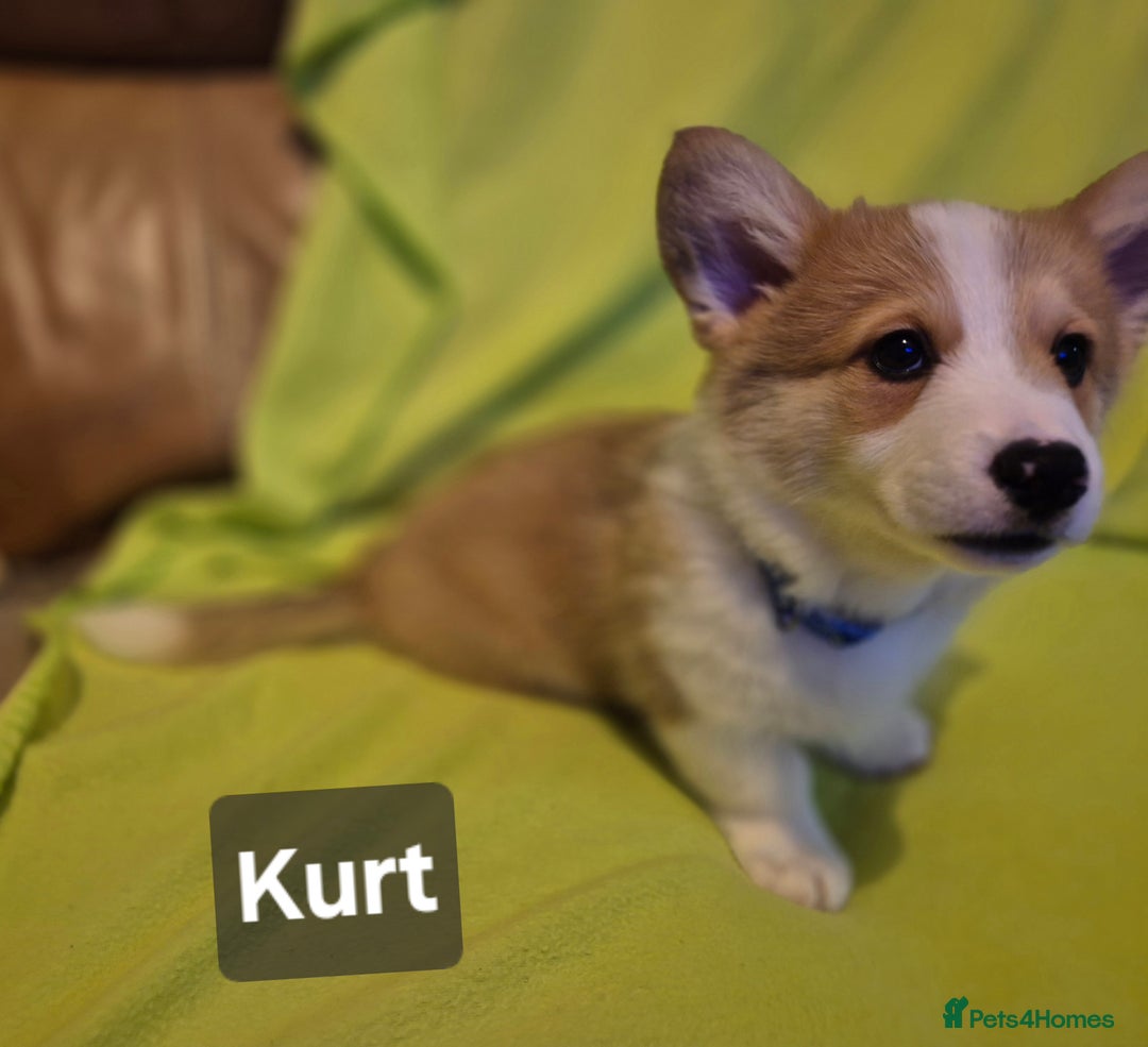 Welsh Corgi Pembroke dogs for sale: 8  Wales Pembroke Corgi puppy's - Advert 26