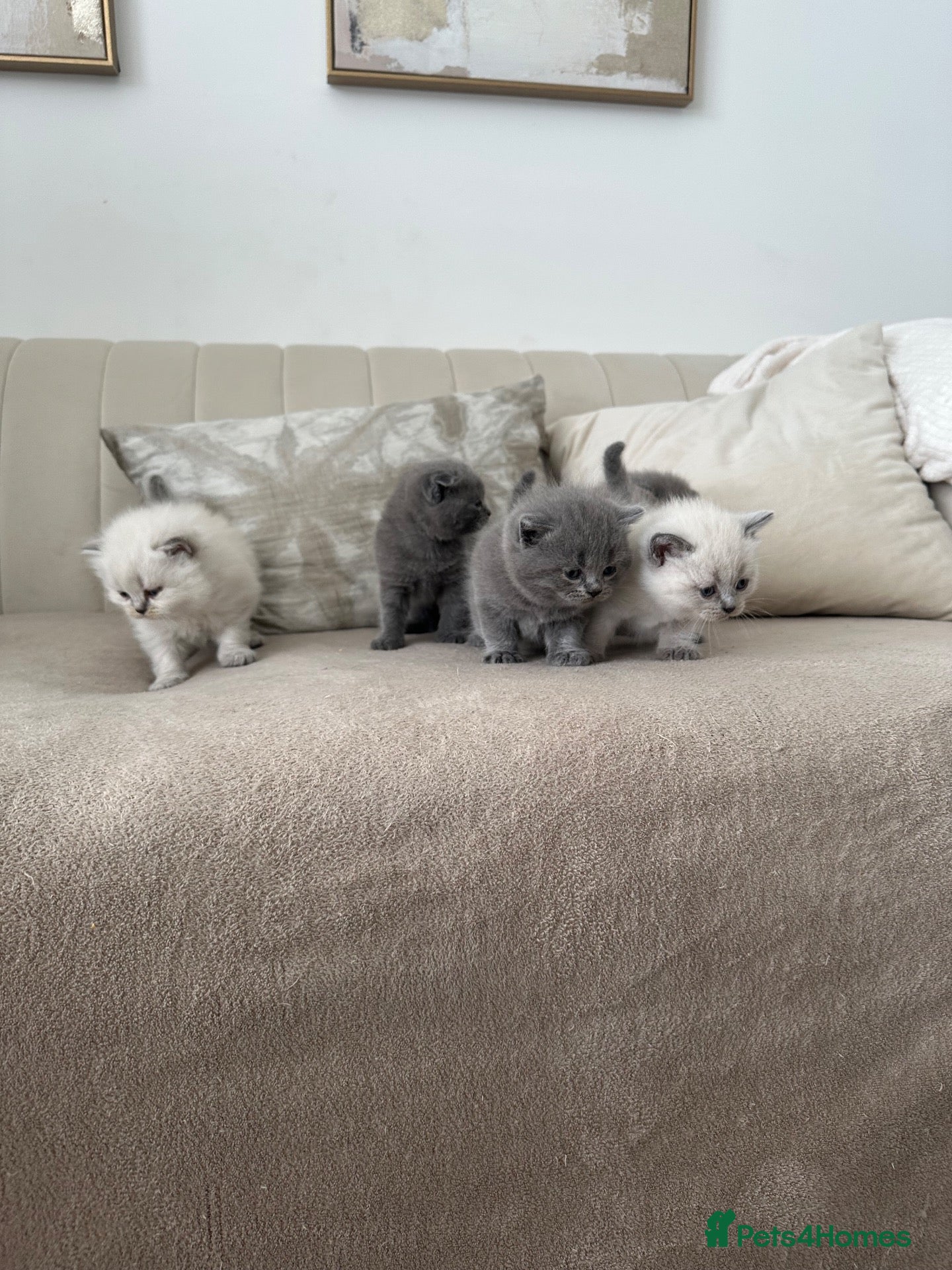 Scottish Fold cats Scottish fold kittens - Advert 1