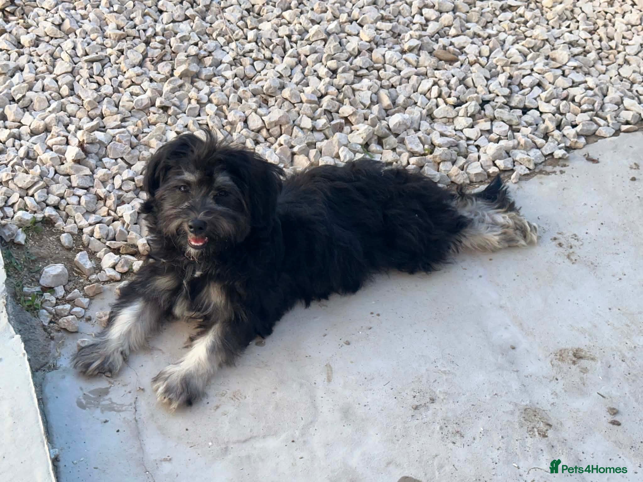 Bichon Frise dogs Beautiful Black & White Bichon Havanese Girl - Advert 12