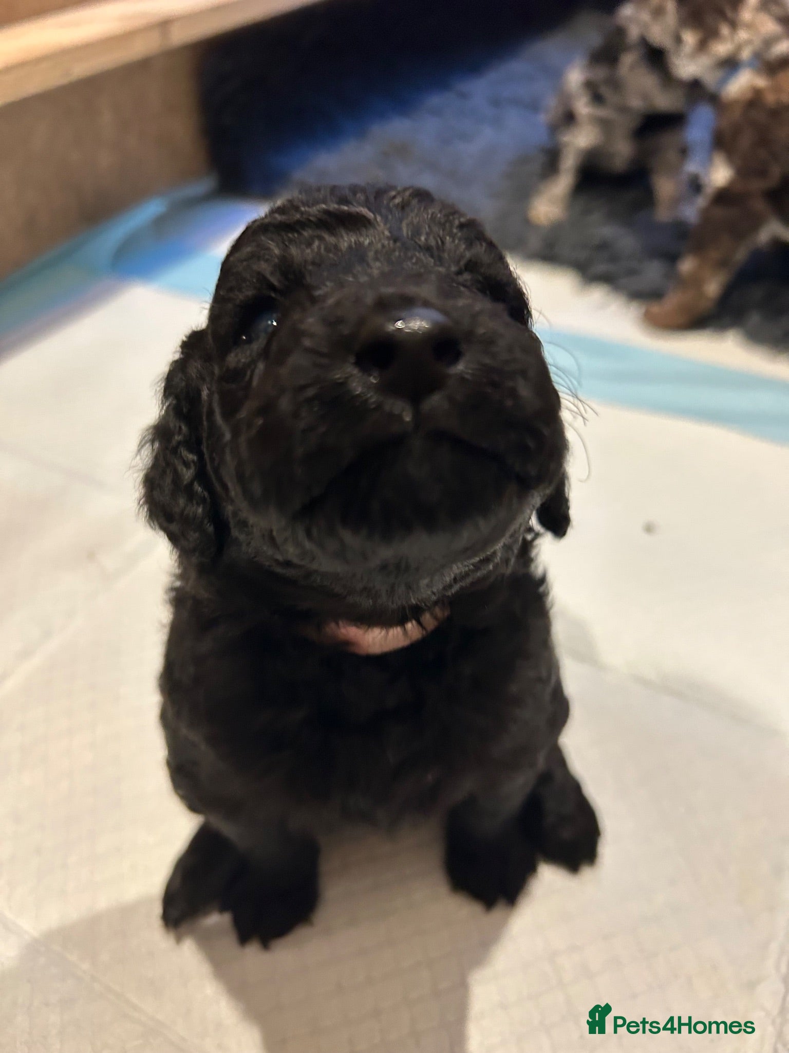 Labradoodle dogs Labradoodle puppies LAST 3 remaining! - Advert 7