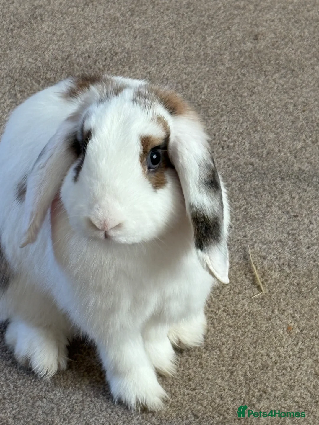Mini Lop rabbits for sale: 2 sister mini lops  - Advert 2
