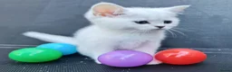 British Shorthair cats for sale: BRITISH SHORTHAIR KITTEN BLUE EYES  - Advert 9