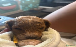 Cavapoo dogs for sale: F1BB cavapoo puppies  - Image 17