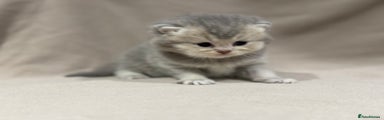 British Shorthair Kitten 2