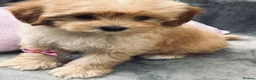 Maltipoo dogs for sale:  **  Miny Maltipoo – Beautiful Teddy Bear Face - Advert 13