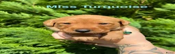 Labrador Retriever dogs for sale: GORGEOUS FOX RED LABRADOR FAMILY - Advert 4