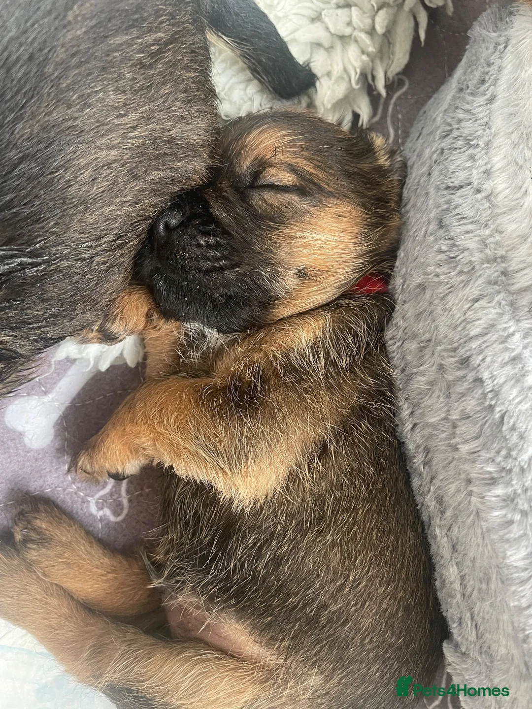 Border Terrier dogs for sale: For Sale - Advert 2