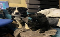 Border Collie dogs for adoption: Meet LOKI !  He desperately needs a Loving Home ! - Image 4