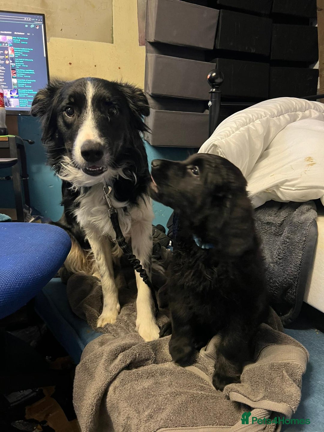 Border Collie dogs for adoption: Meet LOKI !  He desperately needs a Loving Home ! - Image 4