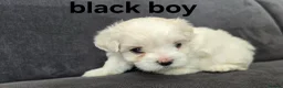 Maltese dogs for sale: ⭐️KC registered Maltese puppies⭐️ - Advert 38