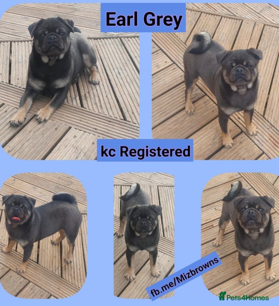 Pug dogs for sale: PUG PUPPIES! READY NOW - Advert 10