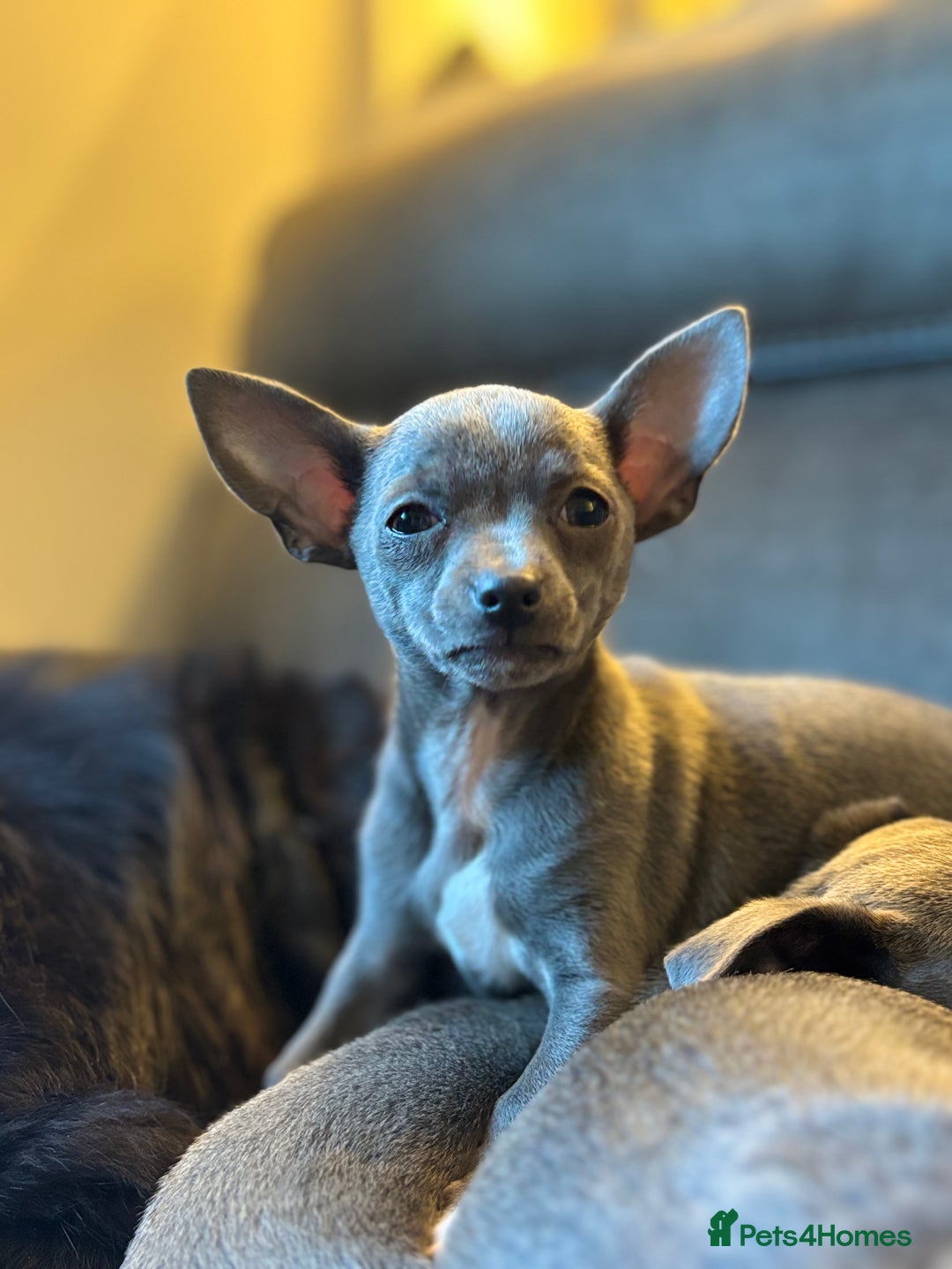 Chihuahua dogs for sale: Blue chihuahua puppies - Advert 16