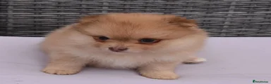 Pomeranian 3