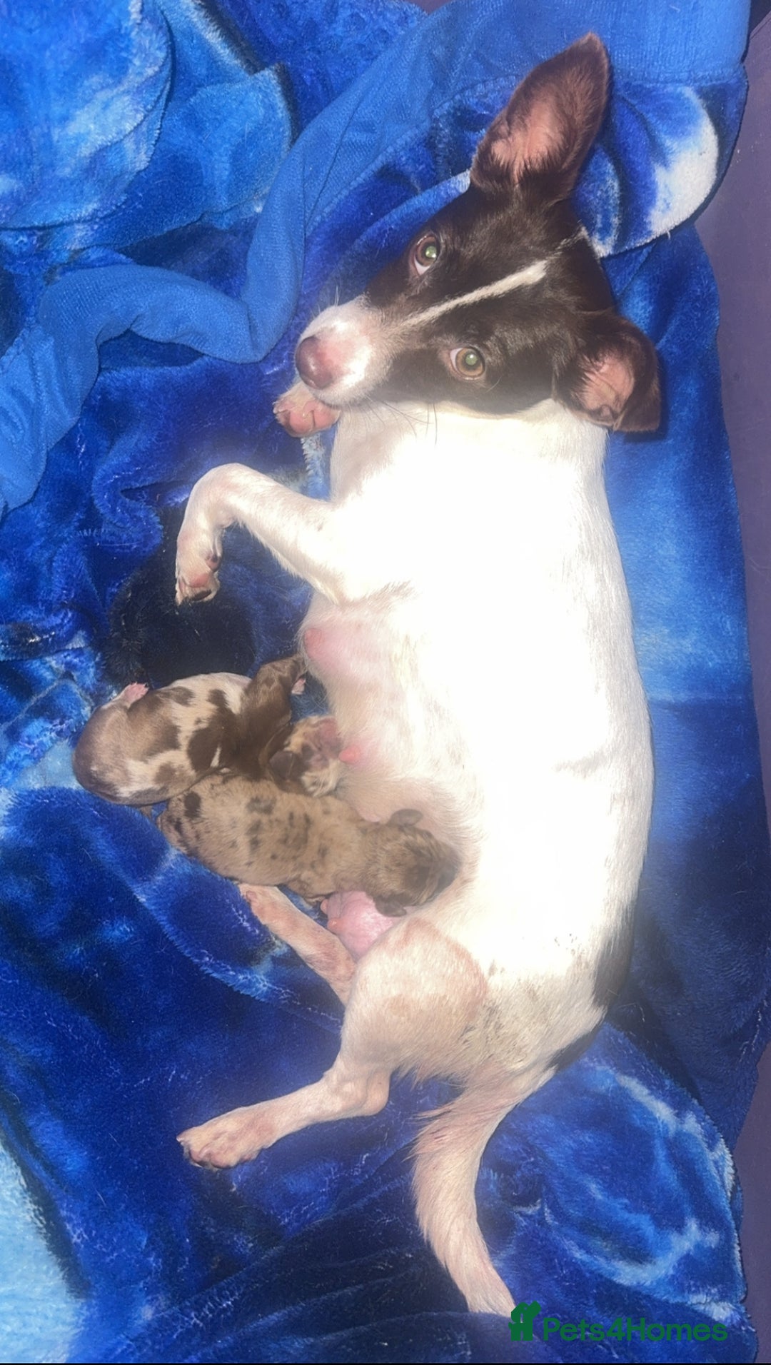 Mixed Breed dogs for sale: Dachshund x Jack Russel for sale - Advert 9