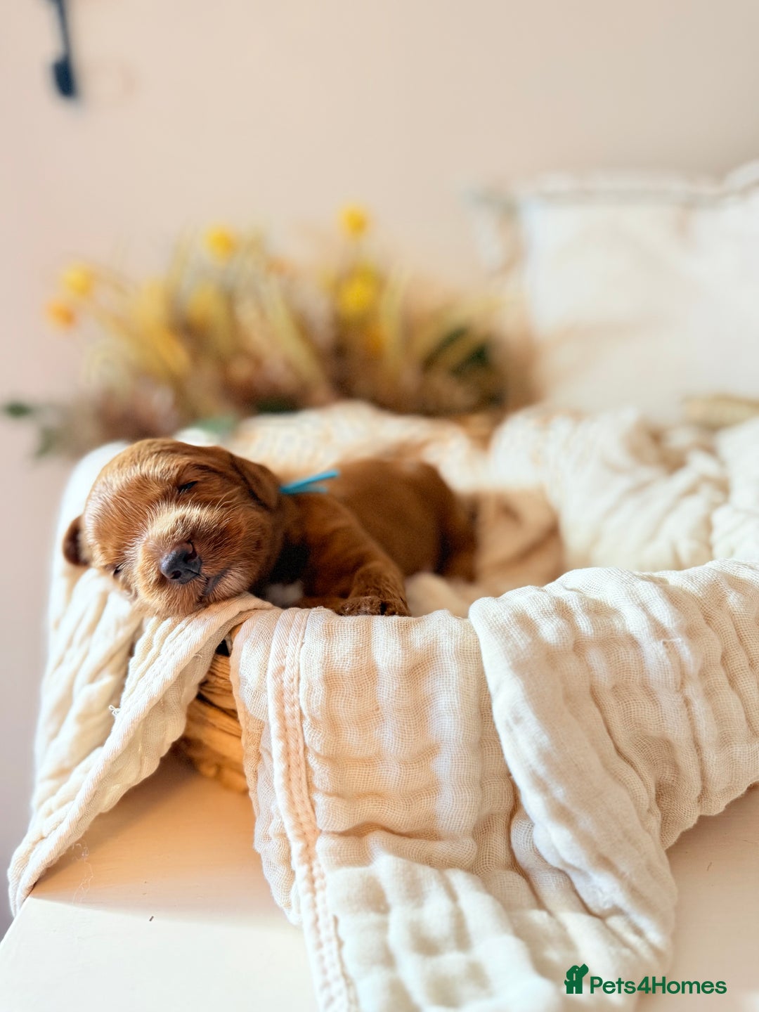 Australian Labradoodle dogs for sale: Red Australian Labradoodle Puppies - WALA Multigen - Image 6