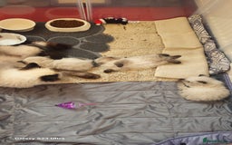 Persian cats for sale: Himalayan Persian kittens - Image 14