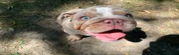 English Bulldog dogs for sale: Lilac Tri English Bulldog Puppies  - Advert 8