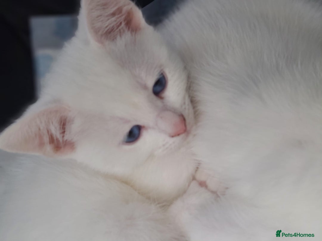 Mixed Breed cats for sale: Beautiful kittens with blue eyes 💙  - Image 4