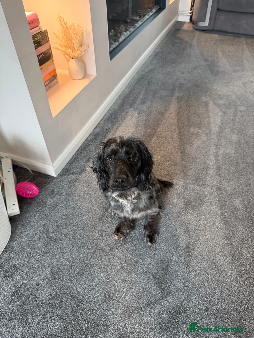 Cocker Spaniel dogs for sale: Obie. - Advert 1