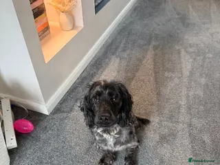 Cocker Spaniel dogs Obie. - Advert 3