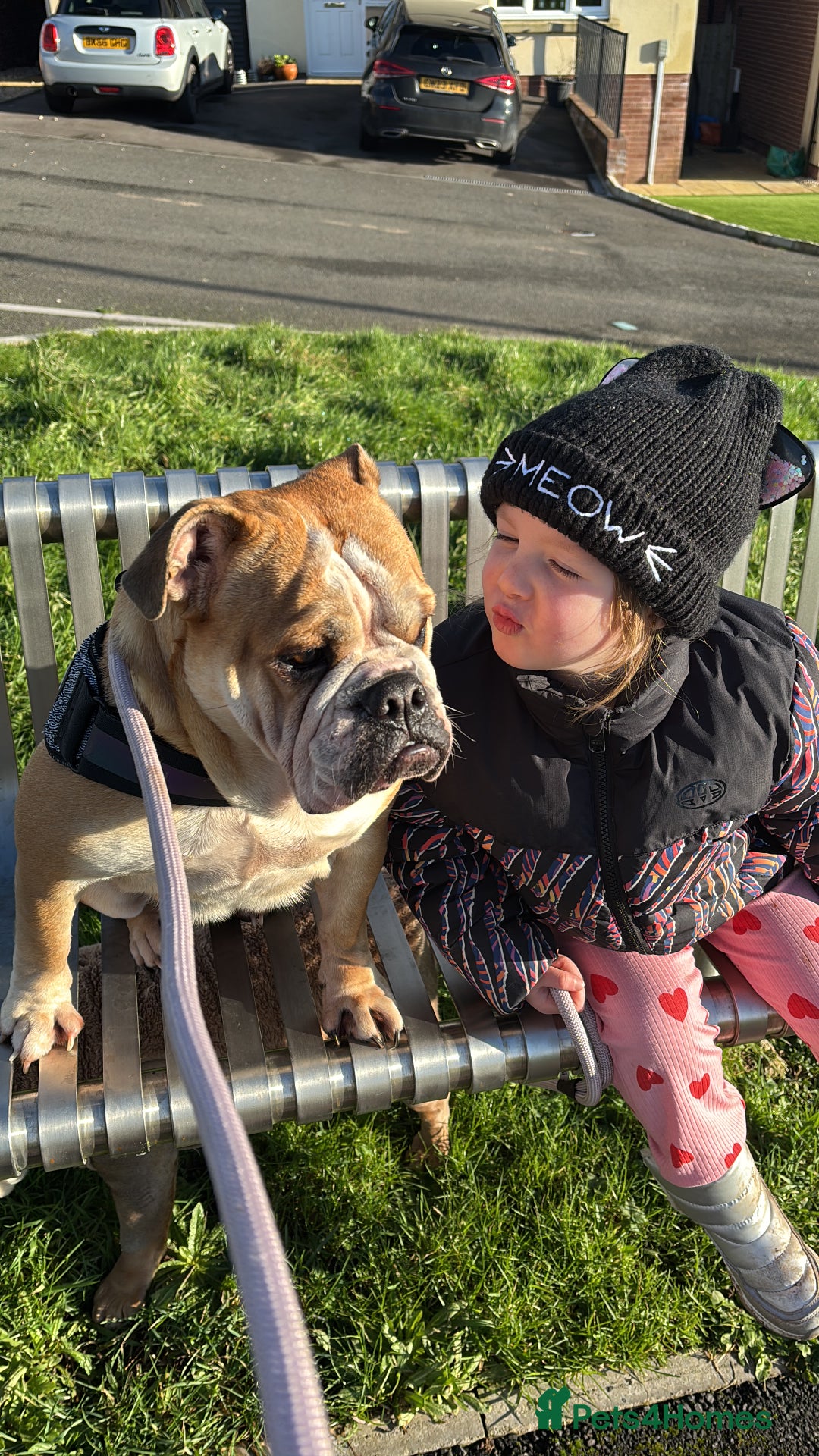 Mixed Breed dogs for sale: Bulldog for rehoming  - Image 8