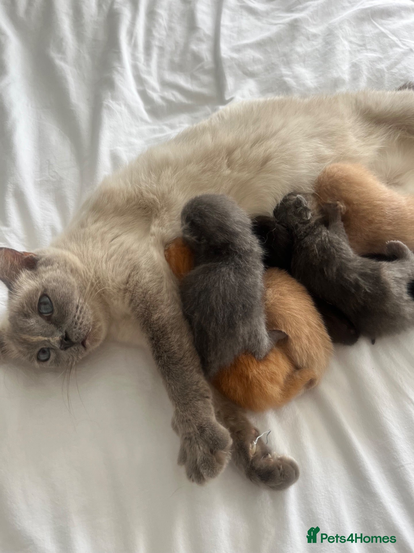 Ragdoll cats Friendly well handled black ragdoll x short hair  - Advert 10