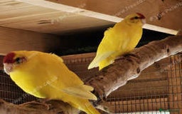 Parakeets birds for sale: Kakarikis for sale Mixed Colourings - Image 4