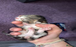 Mixed Breed cats for sale: Tabby kittens  - Image 1