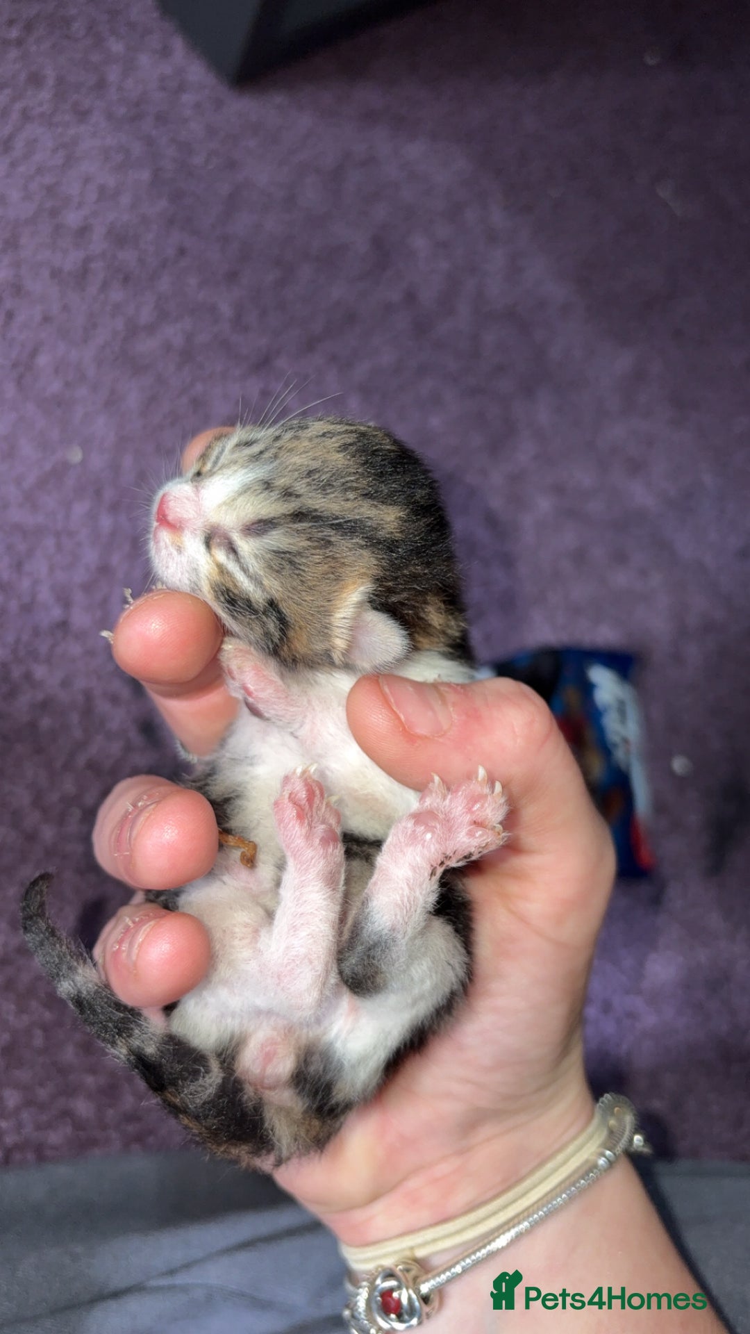 Mixed Breed cats for sale: Tabby kittens  - Image 1