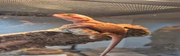 Bearded Dragon reptiles for sale: super red hypo translucent bearded dragon - Advert 2