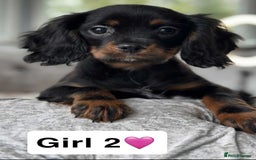 Cavalier King Charles Spaniel dogs for sale: Stunning DNA CLEAR Cavalier Pups - Image 3