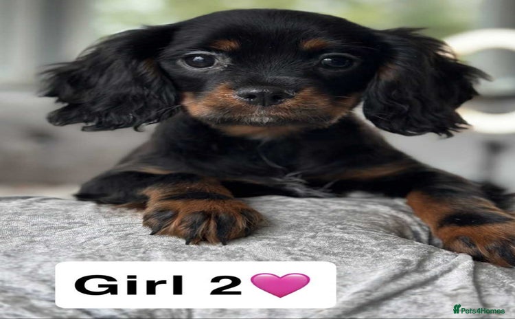 Cavalier King Charles Spaniel dogs - Advert 1