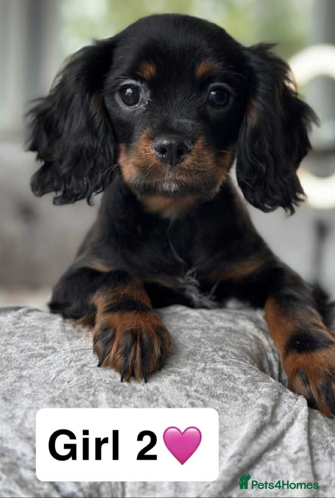 Cavalier King Charles Spaniel dogs for sale: Stunning DNA CLEAR Cavalier Pups - Image 3