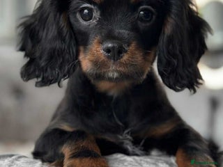 Cavalier King Charles Spaniel dogs - Advert 2