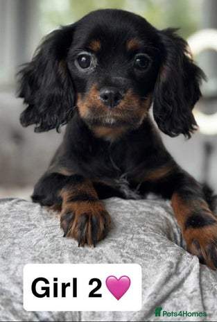 Cavalier King Charles Spaniel dogs - Advert 1