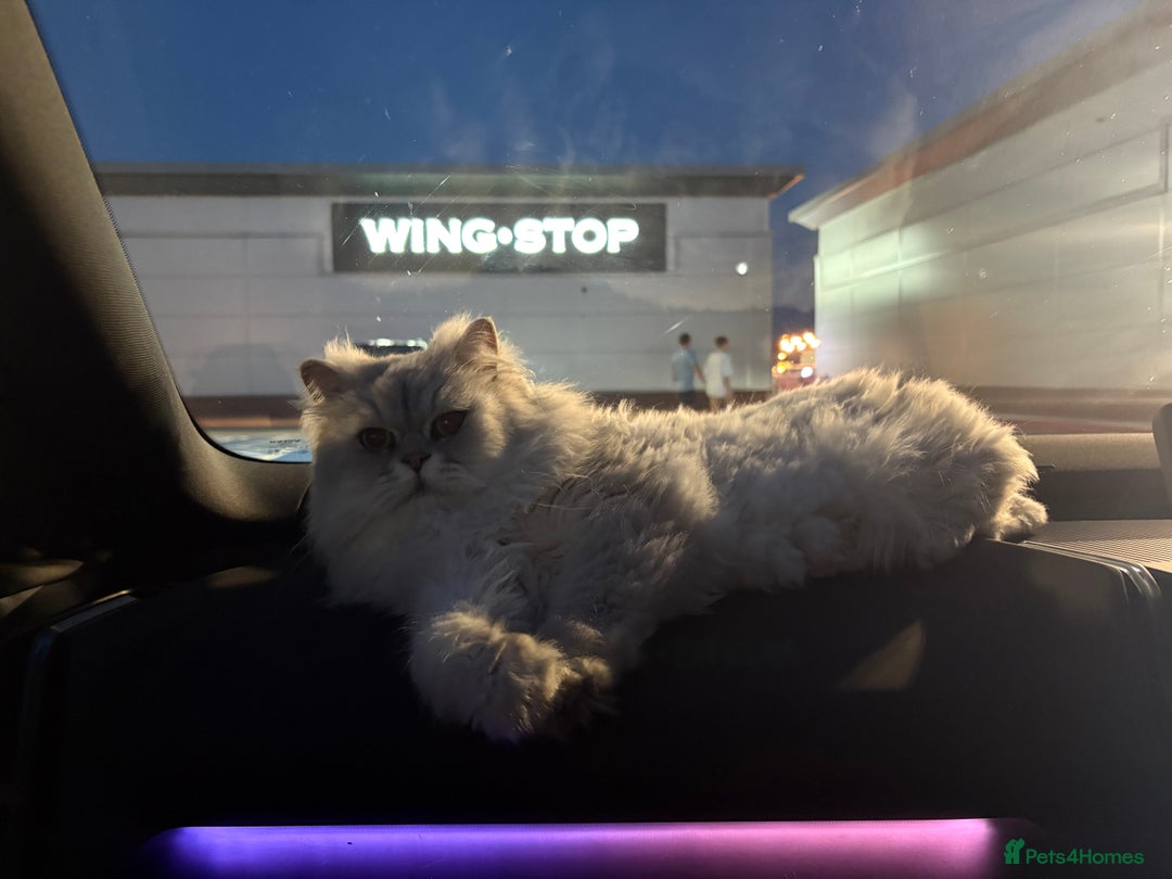 Persian cats for sale: Chinchilla Persian - Image 3
