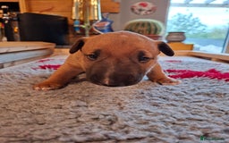 English Bull Terrier dogs for sale: 4 English bull terrier pups 2 male 2 female  - Image 8