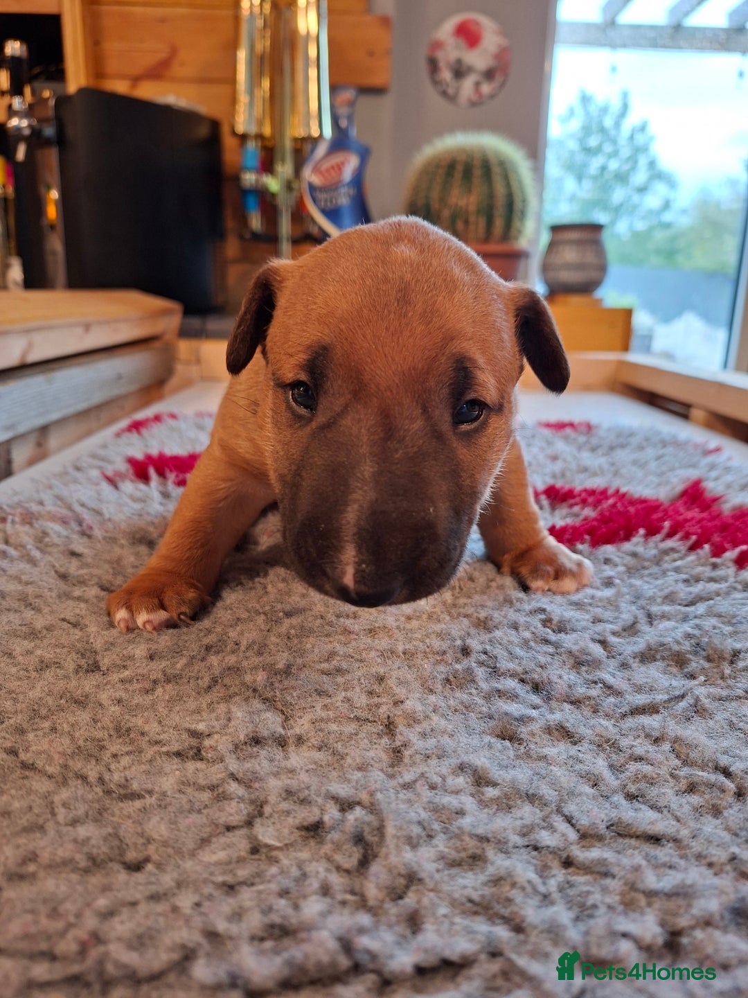 English Bull Terrier dogs for sale: 4 English bull terrier pups 2 male 2 female  - Image 8