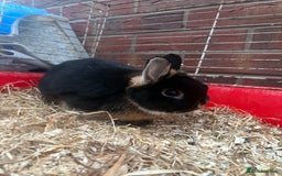 Netherland Dwarf rabbits for sale: Pure Netherland dwarfs  - Image 4