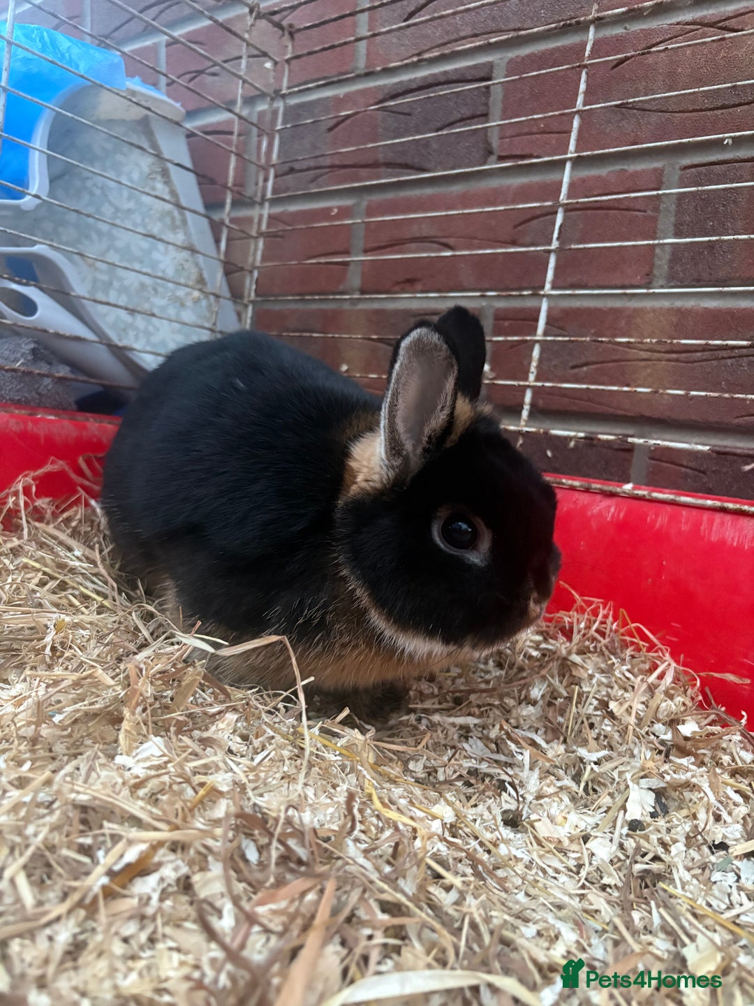 Netherland Dwarf rabbits for sale: Pure Netherland dwarfs  - Image 4