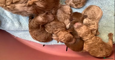 Cockapoo dogs - Advert 6