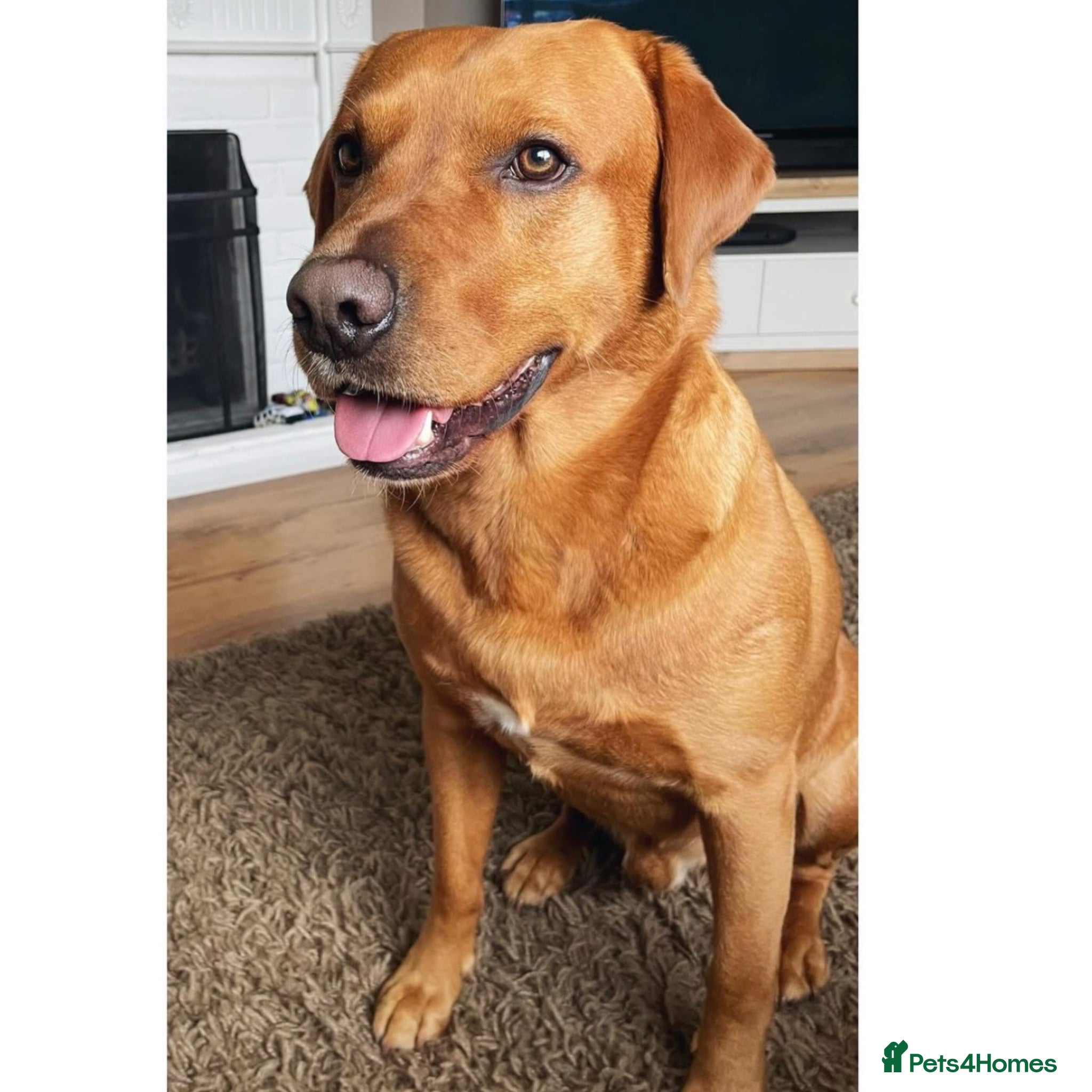 Labrador Retriever dogs Fox Red Stud - Advert 2