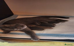 British Shorthair cats for sale: British shorthire  kittens - Image 4