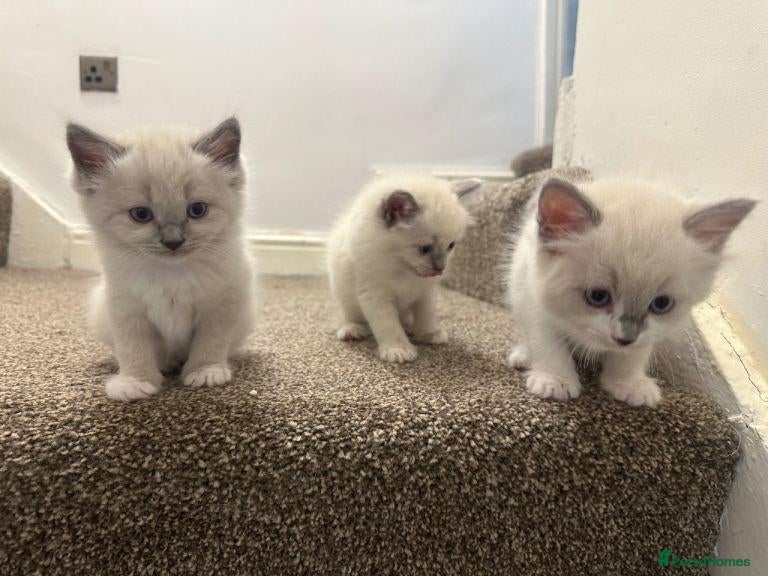 Ragdoll cats  Ragdoll kittens for sale  - Advert 17