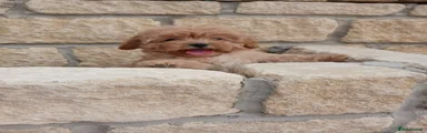 Cavapoo 1