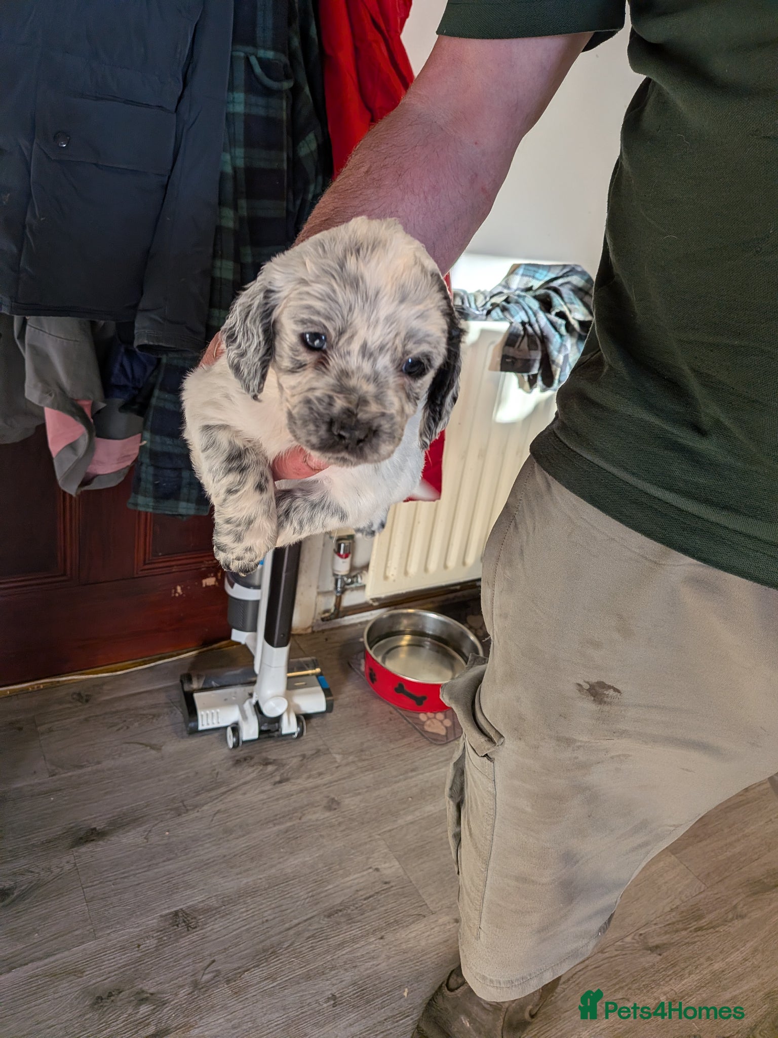 Mixed Breed dogs Adorable Cocker Spaniel Cross Puppies for Sale - Advert 3